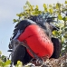 frigatebird_magnificent_nsey_h_0143_ecu0339.jpg